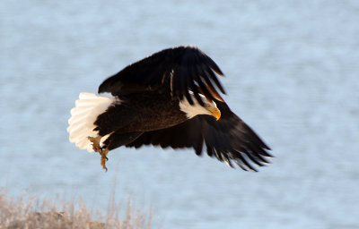 Bald Eagle 2012-12-17