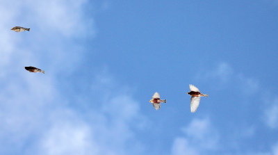Rosy-Finches 2012-12-26