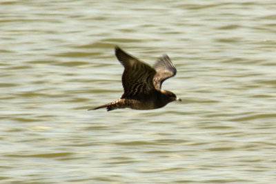 Long-tailed Jaeger 2008-09-07