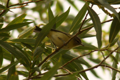 Philadelphia Vireo 2008-09-19