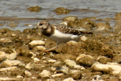 Ruddy Turnstone 2008-09-01