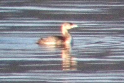 Yellow-billed Loon 2008-10-28