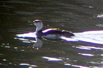 Red-throated Loon 2009-06-08