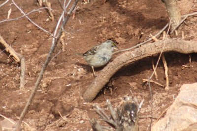 Golden-crowned Sparrow 2010-03-23