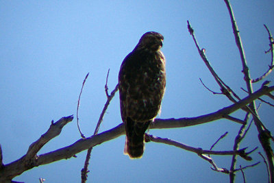 Red-shouldered Hawk 2010-01-11