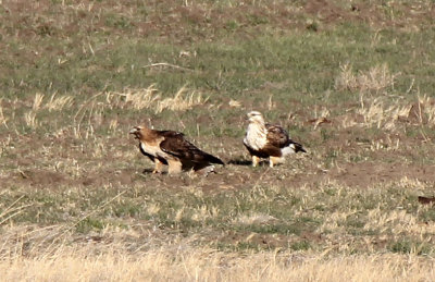 Red-tailed Hawk and Rough-legged Hawk 2014-03-23