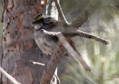 White-throated Sparrow 2014-03-29