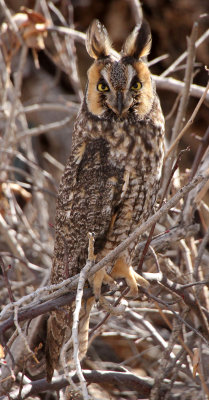 Long-eared Owl 2014-03-29