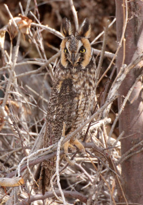 Long-eared Owl 2014-03-29