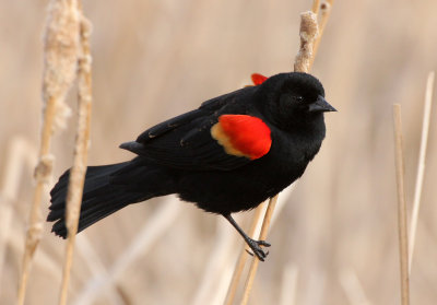 Red-winged Blackbird 2014-03-29