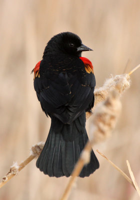 Red-winged Blackbird 2014-03-29