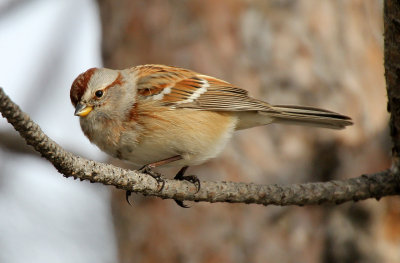 American Tree Sparrow 2013-01-02