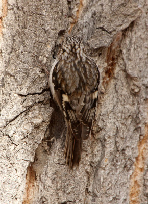 Brown Creeper 2013-01-08