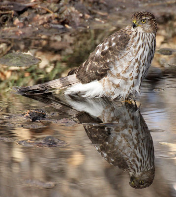 Cooper's Hawk 2013-01-25