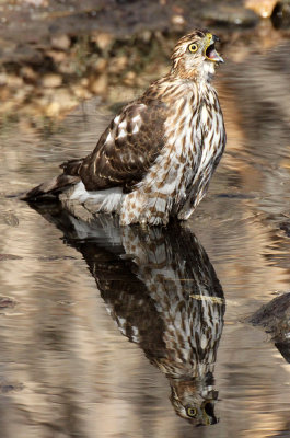 Cooper's Hawk 2013-01-25