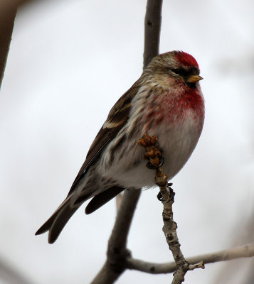 Common Redpoll 2013-01-02