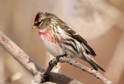 Common Redpoll 2013-01-02