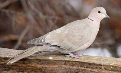 Eurasian Collared-Dove 2013-01-02