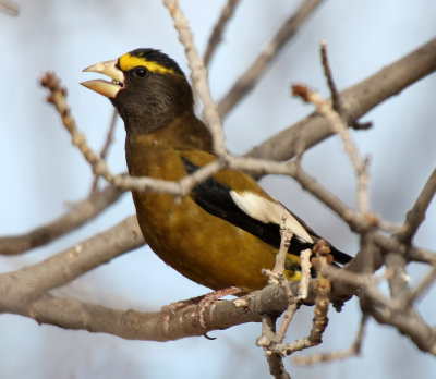 Evening Grosbeak 2013-01-02