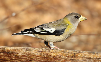 Evening Grosbeak 2013-01-02