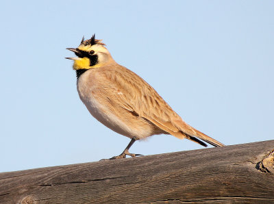 Horned Lark 2013-01-25