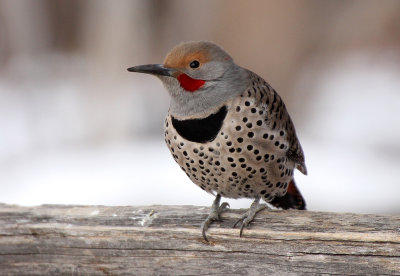 Northern Flicker 2013-01-02