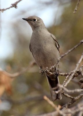 Townsend's Solitaire 2013-01-08