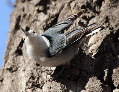 White-breasted Nuthatch 2013-01-25