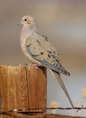 Mourning Dove 2014-04-01