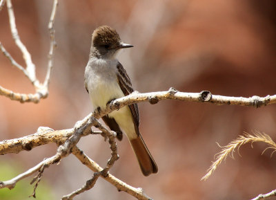 Ash-throated Flycatcher 2013-05-10