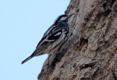 Black-and-white Warbler 2013-05-11