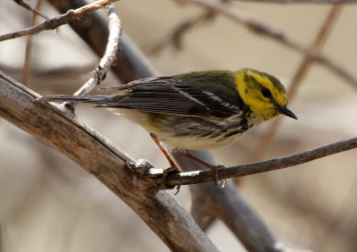 Black-throated Green Warbler 2013-05-11