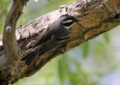 Black-throated Gray Warbler 2013-05-17