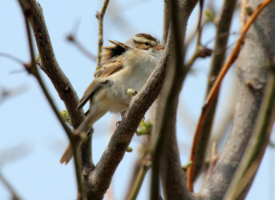 Clay-colored Sparrow 2013-05-11