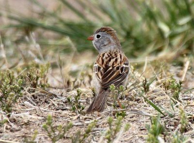 Field Sparrow 2013-05-10