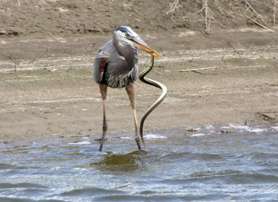Great Blue Heron with a Plains Garter Snake 2013-05-14
