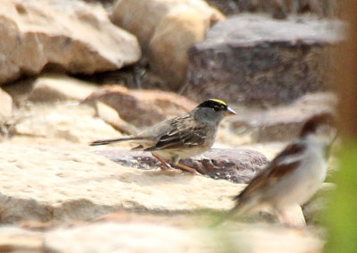Golden-crowned Sparrow 2013-05-10