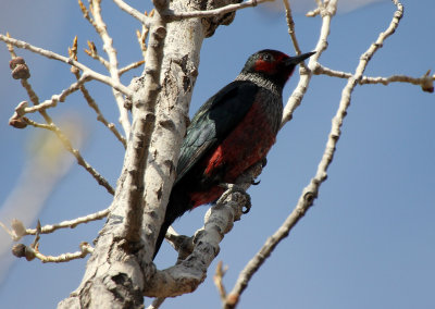 Lewis's Woodpecker 2013-05-10