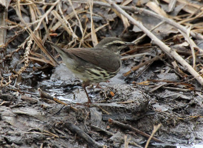 Northern Waterthrush 2013-05-14