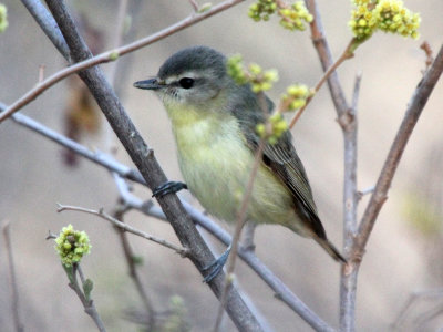 Philadelphia Vireo 2013-05-11