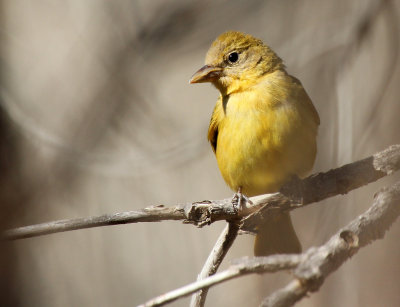 Summer Tanager 2013-05-11