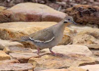 White-winged Dove 2013-05-11