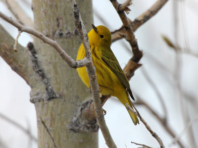 Yellow Warbler 2013-05-10