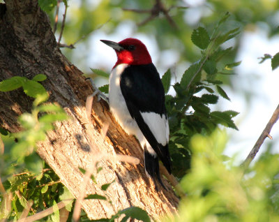 Red-headed Woodpecker 2013-06-02