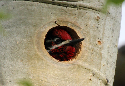 Red-naped Sapsucker 2013-06-06