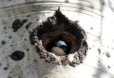 Tree Swallow 2013-06-06
