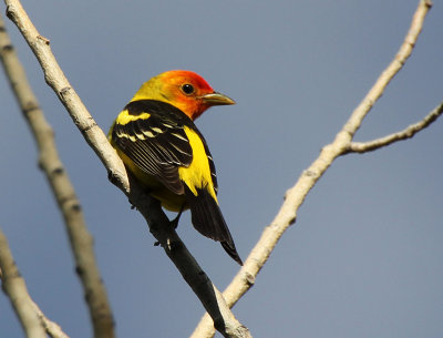 Western Tanager 2013-06-06