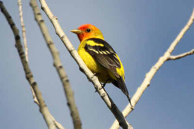 Western Tanager 2013-06-06