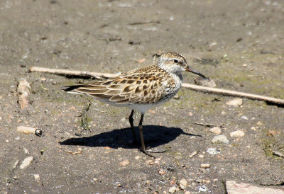 White-rumped Sandpiper 2013-06-02