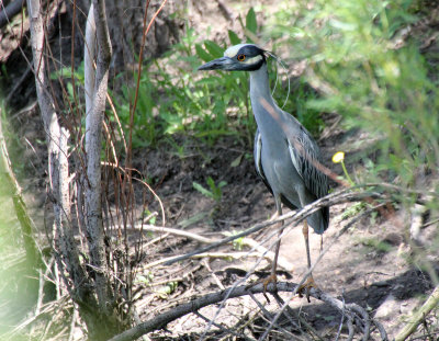 Yellow-crowned Night-Heron 2013-06-02